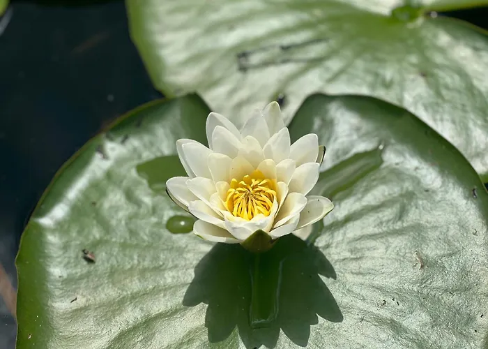 Apartment Apartament Jerzyn *