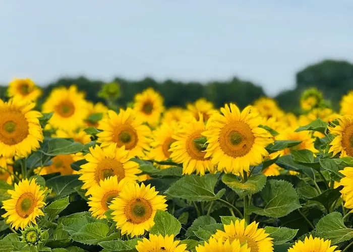 Apartment Apartament Jerzyn *