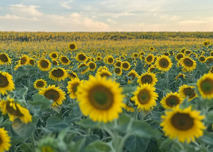 Apartment Apartament Jerzyn Jerzyn