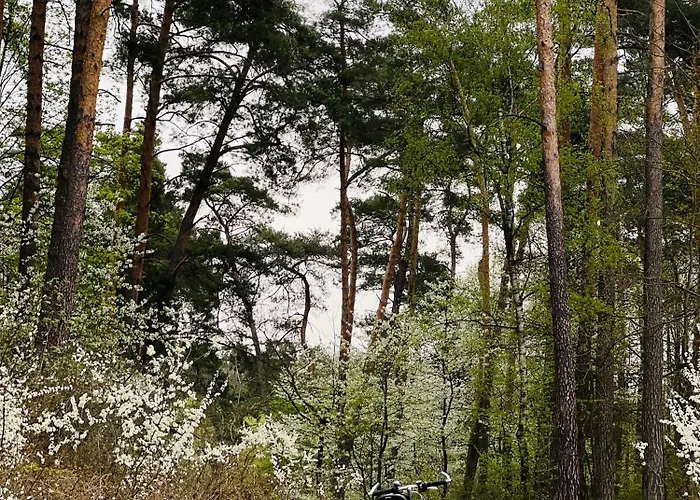 Apartament Jerzyn * Jerzyn