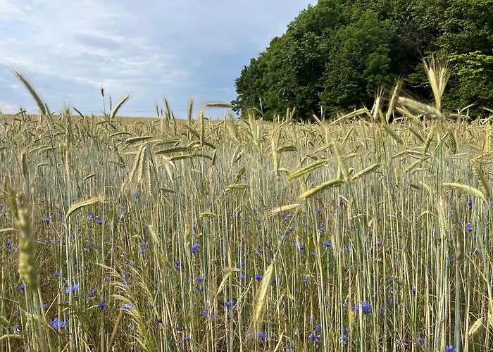 Apartament Jerzyn * Jerzyn