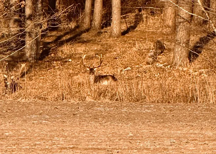 Apartment Apartament Jerzyn Jerzyn