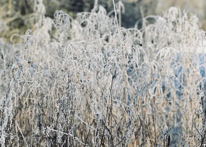 Apartament Jerzyn Apartment *