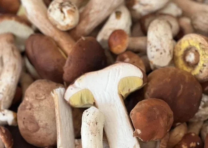 Apartment Apartament Jerzyn *